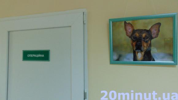 У Житомирі відкрився довгоочікуваний «Центр захисту тварин». ФОТО, фото №7 на сайті 20minut.ua
