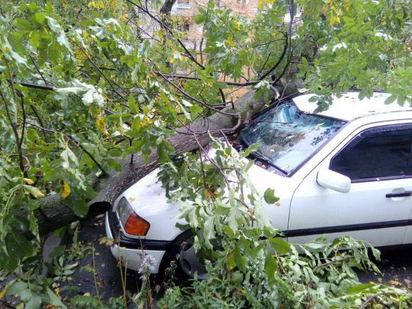 На "Дружбі"  дерево впало на припарковане авто з донецькими номерами, фото №1 на сайті 20minut.ua