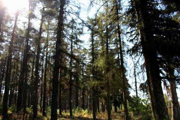 Замок-палац Грохольських у районі П'ятничани будували полонені, фото №20 на сайті 20minut.ua