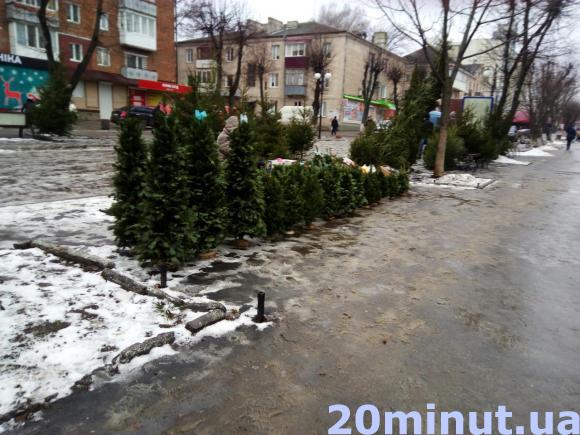 Скільки у Кам’янці коштує придбати ялинку?, фото №1 на сайті 20minut.ua