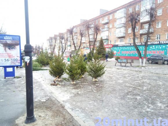 Скільки у Кам’янці коштує придбати ялинку?, фото №2 на сайті 20minut.ua