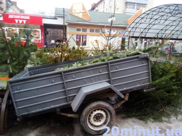 Скільки у Кам’янці коштує придбати ялинку?, фото №3 на сайті 20minut.ua