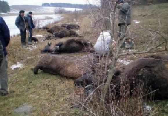 Справу затягують? За загибель зубрів майже рік тому досі ніхто не відповів на сайті 20minut.ua Справу затягують? За загибель зубрів майже рік тому досі ніхто не відповів, фото №1 на сайті 20minut.ua