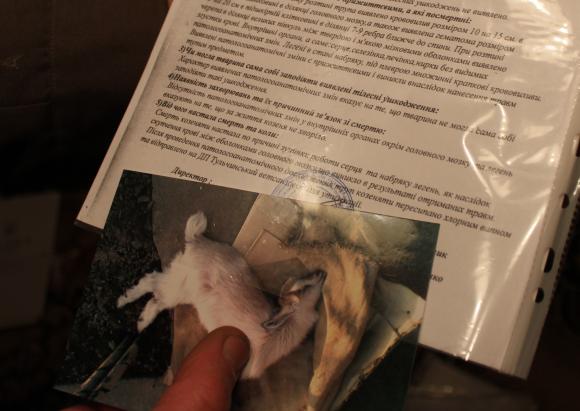 Сусідські війни: вбили козеня та перекинули польову міну через паркан, фото №2 на сайті 20minut.ua