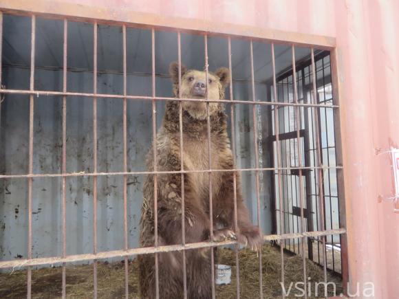 У приватному зоокутку Пальохіна з'явилися соколи, борсуки та шотландський поні, фото №3 на сайті vsim.ua