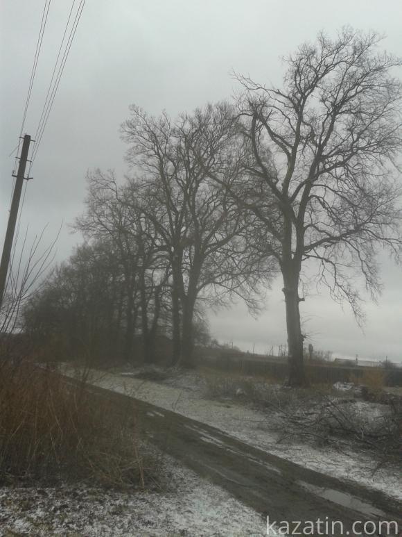 Знищують вікові дерева на сайті 20minut.ua Знищують вікові дерева, фото №1 на сайті 20minut.ua