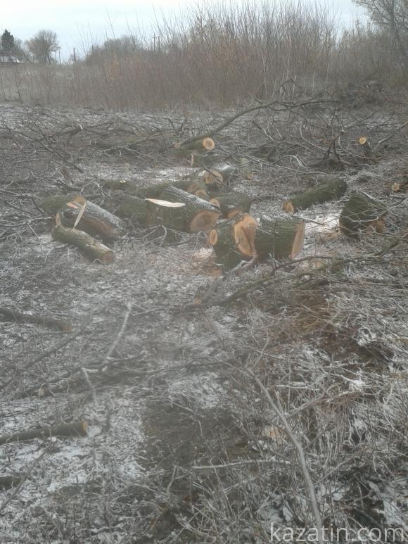 Знищують вікові дерева на сайті 20minut.ua Знищують вікові дерева, фото №3 на сайті 20minut.ua