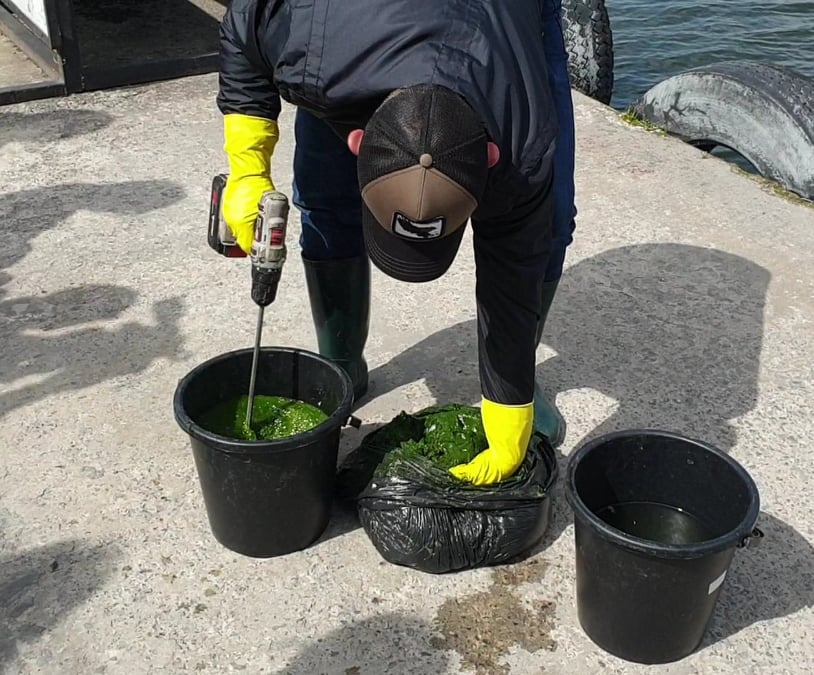 Екологи запустили у Тернопільський став спеціальні водорості, які допоможуть очистити водойму (ФОТО) на сайті 20minut.ua Екологи запустили у Тернопільський став спеціальні водорості, які допоможуть очистити водойму (ФОТО), фото №1 на сайті 20minut.ua