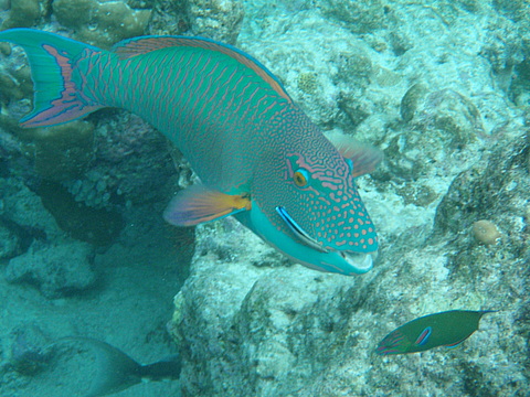 Мальдіви: тропічне царство посеред океану (ФОТО і ВІДЕО) на сайті 20minut.ua Мальдіви: тропічне царство посеред океану (ФОТО і ВІДЕО), фото №2 на сайті 20minut.ua