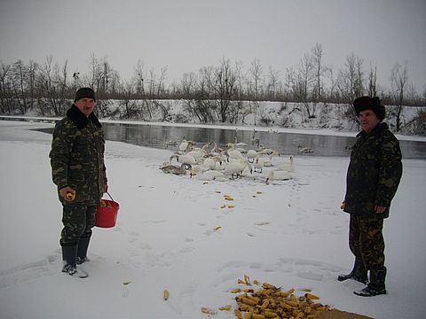 250 лебедів рятують усі на сайті 20minut.ua 250 лебедів рятують усі, фото №2 на сайті 20minut.ua