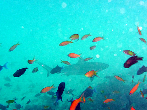 Мальдіви: тропічне царство посеред океану (ФОТО і ВІДЕО) на сайті 20minut.ua Мальдіви: тропічне царство посеред океану (ФОТО і ВІДЕО), фото №19 на сайті 20minut.ua