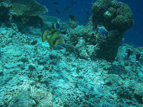 Мальдіви: тропічне царство посеред океану (ФОТО і ВІДЕО) на сайті 20minut.ua Мальдіви: тропічне царство посеред океану (ФОТО і ВІДЕО), фото №20 на сайті 20minut.ua