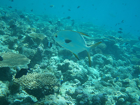 Мальдіви: тропічне царство посеред океану (ФОТО і ВІДЕО) на сайті 20minut.ua Мальдіви: тропічне царство посеред океану (ФОТО і ВІДЕО), фото №21 на сайті 20minut.ua