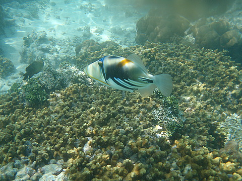 Мальдіви: тропічне царство посеред океану (ФОТО і ВІДЕО) на сайті 20minut.ua Мальдіви: тропічне царство посеред океану (ФОТО і ВІДЕО), фото №22 на сайті 20minut.ua