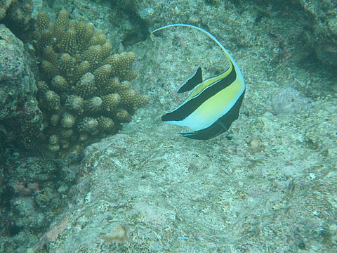 Мальдіви: тропічне царство посеред океану (ФОТО і ВІДЕО) на сайті 20minut.ua Мальдіви: тропічне царство посеред океану (ФОТО і ВІДЕО), фото №23 на сайті 20minut.ua