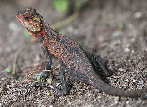 Мальдіви: тропічне царство посеред океану (ФОТО і ВІДЕО) на сайті 20minut.ua Мальдіви: тропічне царство посеред океану (ФОТО і ВІДЕО), фото №7 на сайті 20minut.ua