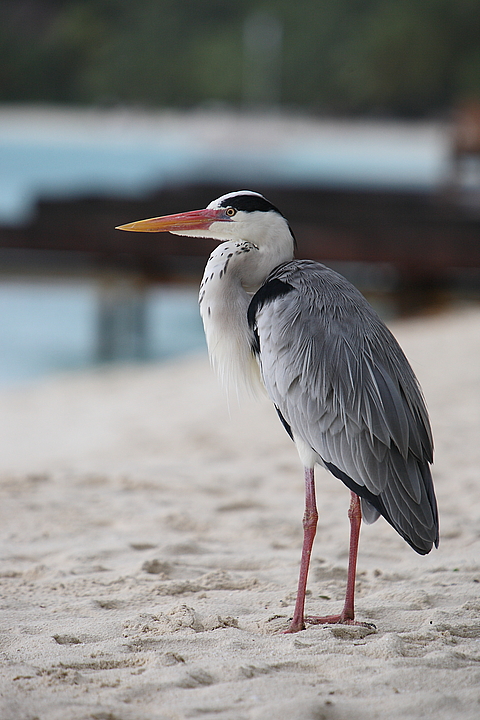 Мальдіви: тропічне царство посеред океану (ФОТО і ВІДЕО) на сайті 20minut.ua Мальдіви: тропічне царство посеред океану (ФОТО і ВІДЕО), фото №9 на сайті 20minut.ua