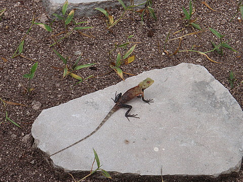 Мальдіви: тропічне царство посеред океану (ФОТО і ВІДЕО) на сайті 20minut.ua Мальдіви: тропічне царство посеред океану (ФОТО і ВІДЕО), фото №10 на сайті 20minut.ua